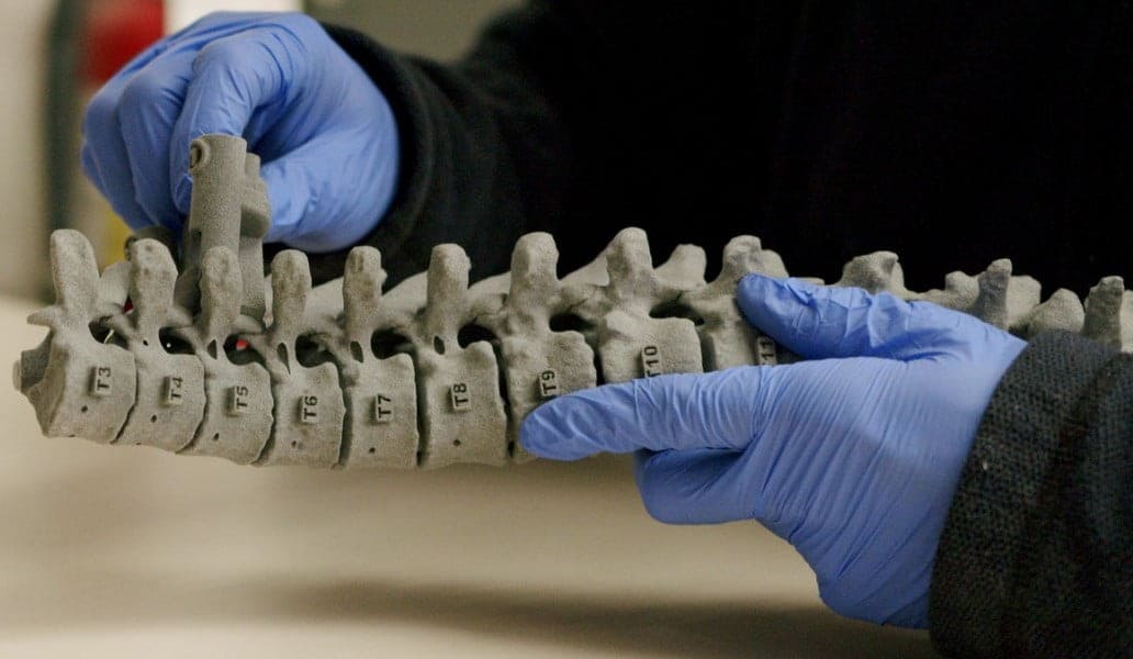 Medical 3D printing. Hands holding a 3D printed anatomical model of a spine.